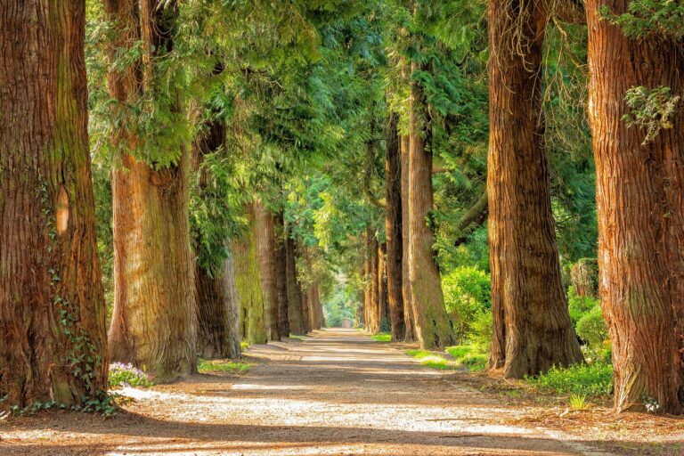 Avenue trees wellbeing nature