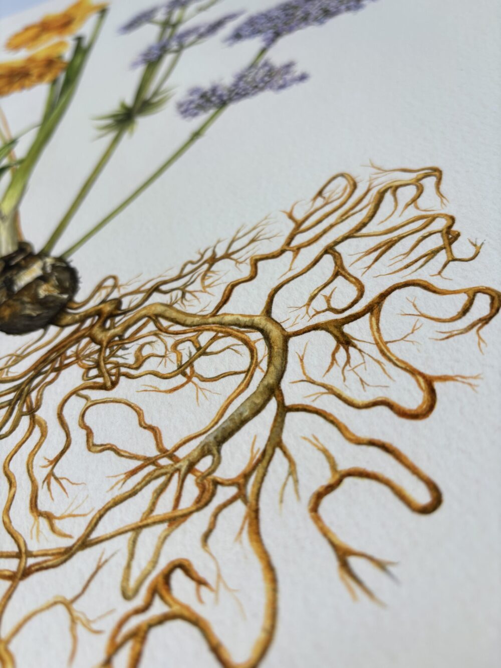 Becky ullah roots
