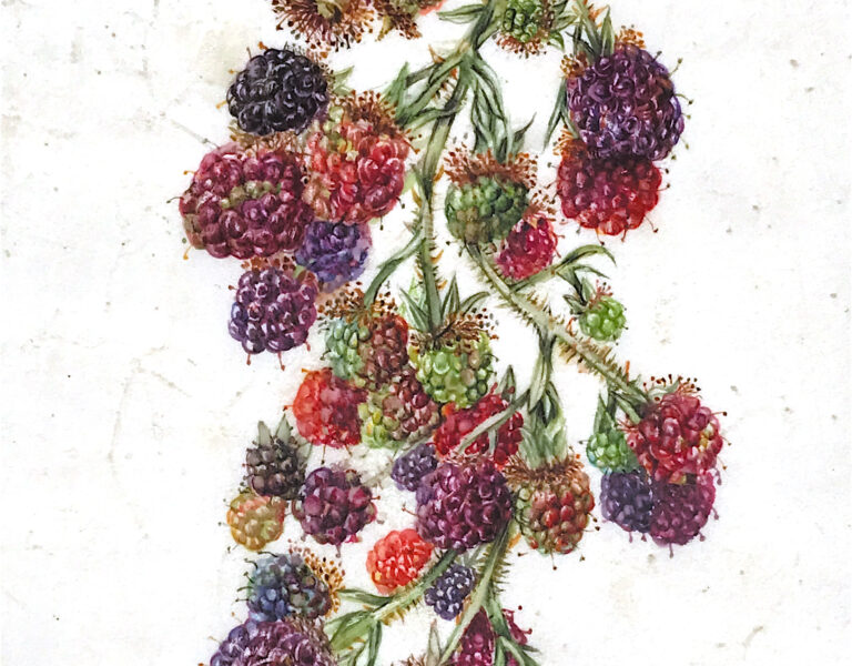 Jill winch botanical art botanicals fruit